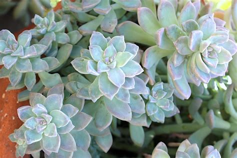Multiplication du Graptopetalum paraguayense par feuille