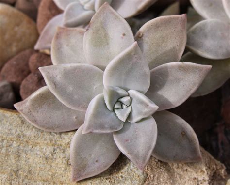 Différentes couleurs de Graptopetalum paraguayense