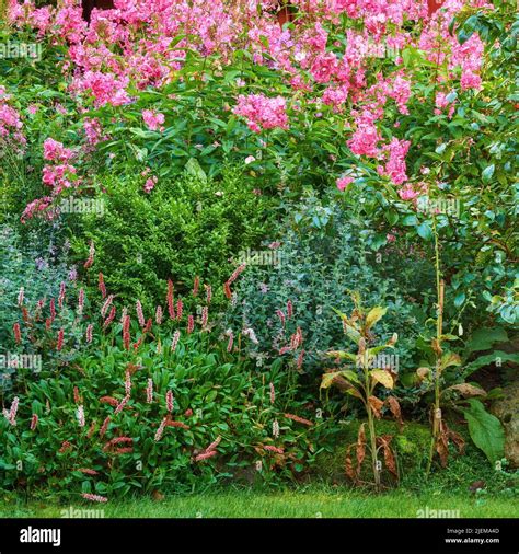 Jardin verdoyant avec fleurs et arbustes