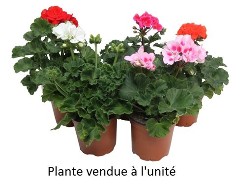 Géraniums en godets