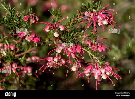 Grevillea en pleine floraison