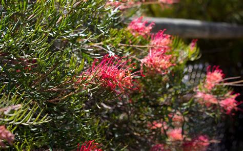 Fleurs de Grevillea aux couleurs vives