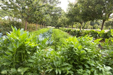 Verger maraîcher avec légumes et arbres fruitiers