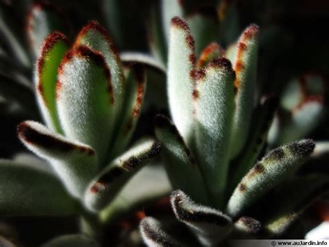 kalanchoe tomentosa feuilles duveteuses