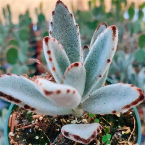 bouture de kalanchoe tomentosa enracinement