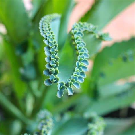 bouture de feuille de kalanchoe tomentosa