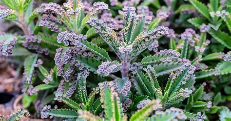 varietes de kalanchoe