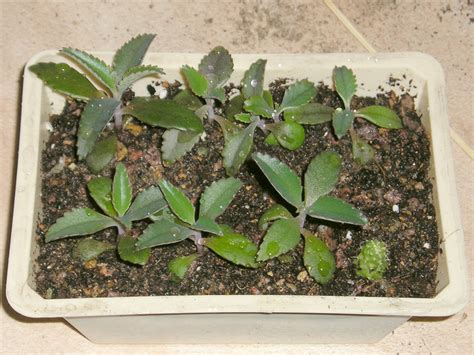 substrats pour boutures de kalanchoe