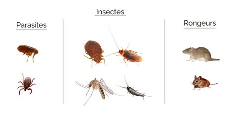 Schéma illustrant les nuisibles courants dans les Deux-Sèvres