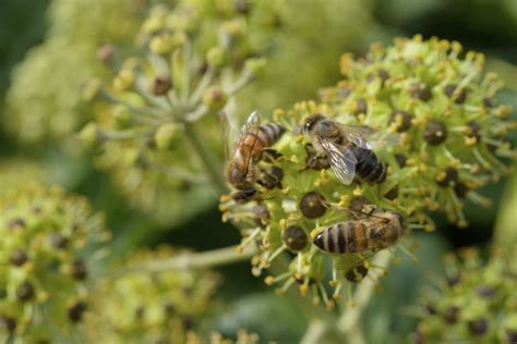 fleurs de lierre en automne avec abeilles