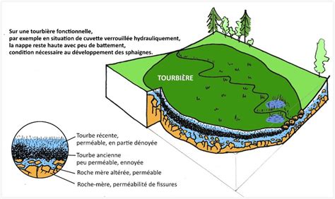 Schéma explicatif de la formation des tourbières et leur rôle écologique