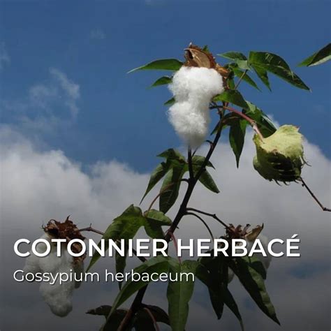 Capsule de cotonnier avec des fibres ouvertes