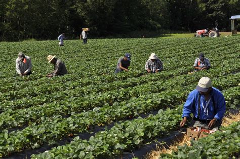 Comparaison entre le cueilleur et le débourreur de coton