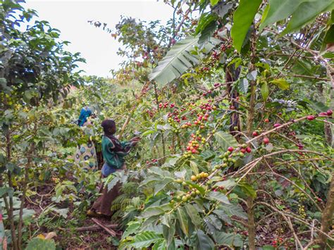 Plantation de caféiers dans les hautes terres d'Éthiopie