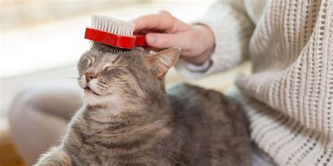 Un chat calme se faisant brosser doucement par un professionnel