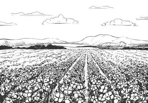Illustration d'un champ de tubercules en pleine période de récolte