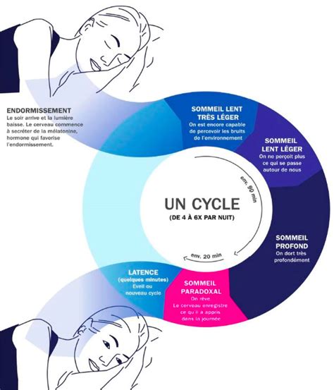 Schéma simplifié illustrant les étapes du sommeil et l'effet potentiel des composés actifs