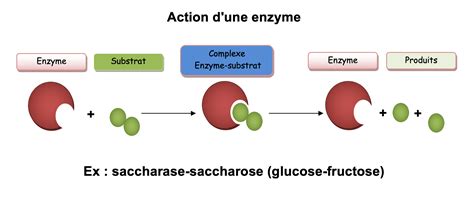 Schéma des besoins en substrat pour un agrume