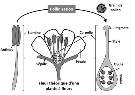 schéma explicatif de la diversité pollinique dans le miel