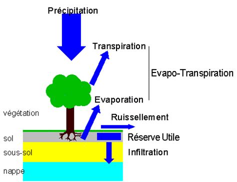 Schéma illustrant l'évaporation et l'infiltration de l'eau dans le sol en période de forte chaleur