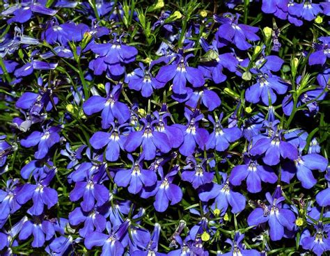 Plan rapproché montrant la densité florale d'une Lobelia erinus en pleine floraison