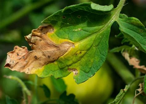 Symptômes du mildiou sur une feuille de tomate