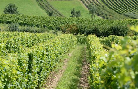 Un champ de vignes traité avec des solutions biologiques