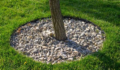 Bordure de protection autour d'un jeune arbre