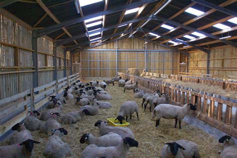 Photo de brebis dans une bergerie bien ventilée après la tonte