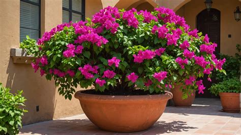 Bougainvillier en pot sur un balcon ensoleillé