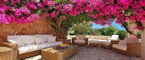 Bougainvillier grimpant le long d'une pergola