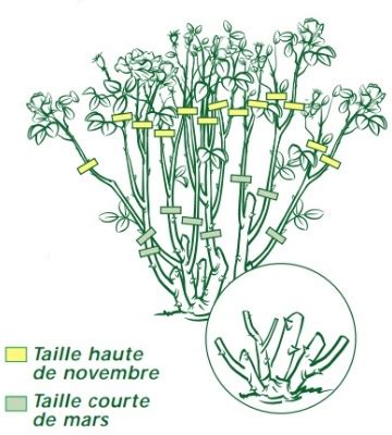 schema explicatif de la taille des rosiers