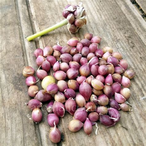 Ail rocambole en pleine croissance