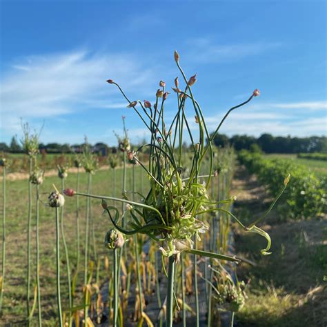 Vue rapprochée des bulbilles aériennes de l'ail rocambole