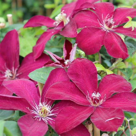 Fleurs de Clematis Westerplatte