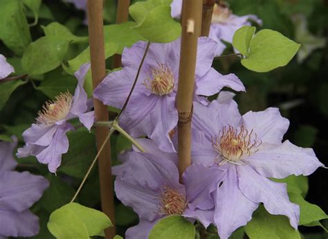 Diverses variétés de clématites
