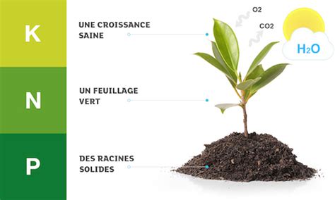 Schéma illustrant les besoins NPK pour les plantes ornementales