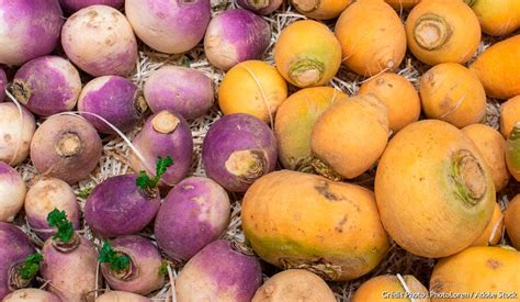 Différentes variétés de navets récoltés