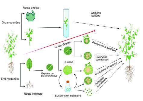 Schéma des étapes de la micropropagation in vitro (culture de bourgeons)
