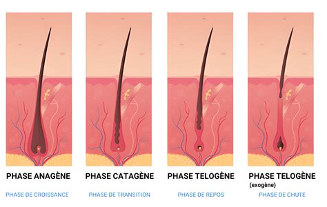 Planche botanique illustrant les différentes phases de développement d'un greffon après la soudure des tissus