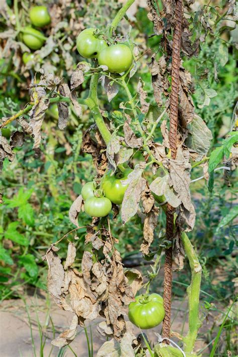 Photographies comparatives de symptômes de fusariose sur différents légumes : tomate, pomme de terre et melon