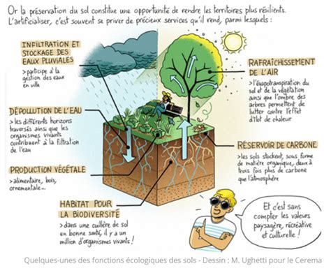 Schéma illustrant le cycle de la permaculture : de la régénération des sols à la sécurité alimentaire