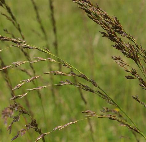 illustration d'une prairie de fétuque des prés dans un paysage verdoyant