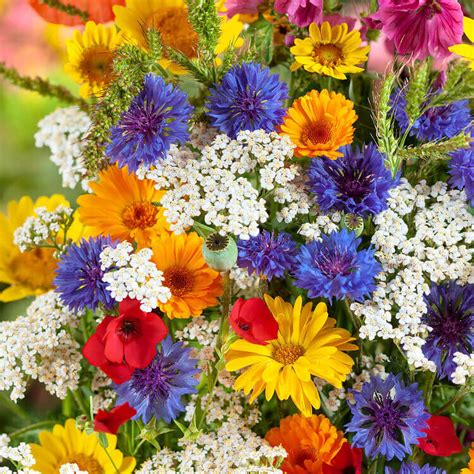 Mélange de fleurs annuelles pour pollinisateurs