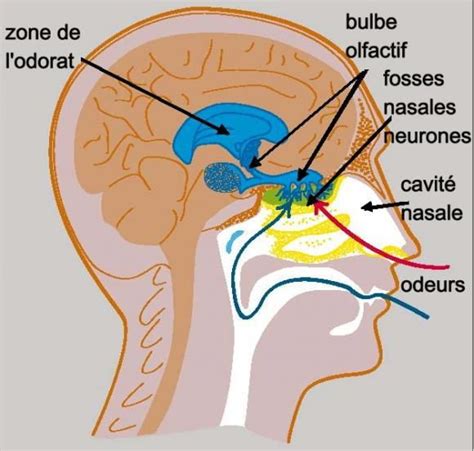 Schéma anatomique illustrant la position du bulbe olfactif à la base du lobe frontal