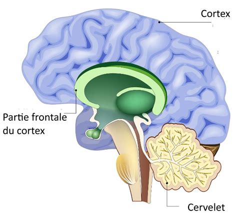 Schéma anatomique du cervelet et de ses connexions avec le tronc cérébral