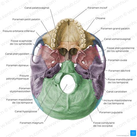 Schéma de la base du crâne et du trou occipital
