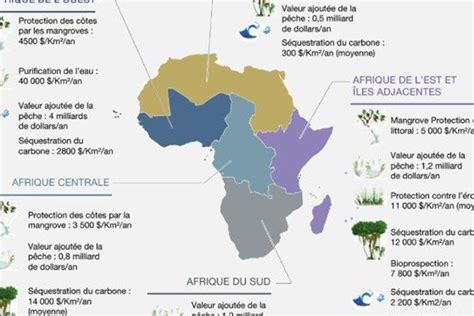 Infographie montrant les zones de coupe idéales pour favoriser la densité du feuillage