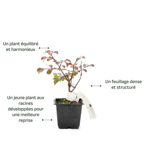 Photo d'un jeune plant de lilas bien enraciné dans son pot