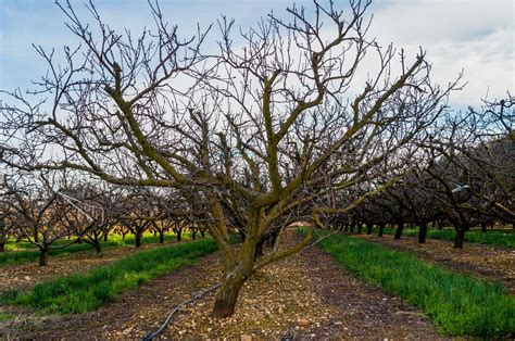 Arbre fruitier en hiver, prêt à être taillé